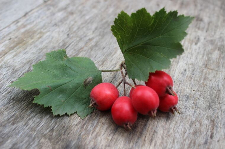 The hawthorn berry increases the libido of men and strengthens erections