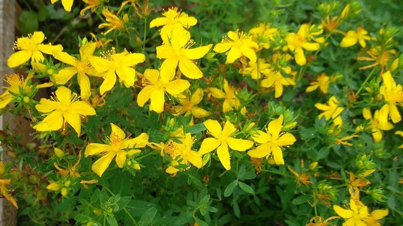 What herbs increase the efficiency of men